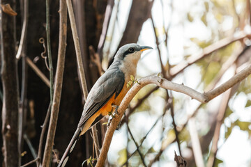 Beautiful mangrove cuckoo bird portrait from nature reserve in humacao puerto rico