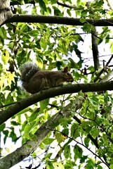 squirrel on tree