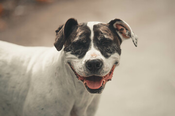 retrato de un perro feliz sonriendo - obrazy, fototapety, plakaty