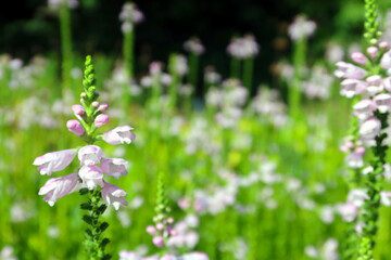 Physostegia virginiana, the obedient plant, obedience or false dragonhead