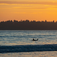Surfer silhouette in Pacific Ocean at sunset, Tofino, Vancouver Island, Canada.