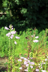 Physostegia virginiana, the obedient plant, obedience or false dragonhead. A bumblebee (or bumble bee, bumble-bee, or humble-beetakes) pollen from the flower