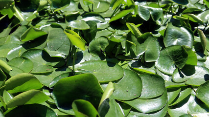 Nymphoides peltata, Nymphoides nymphaeoides, fringed water lily, yellow floating heart, floating heart, water fringe, entire marshwort