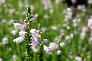 Physostegia virginiana, the obedient plant, obedience or false dragonhead