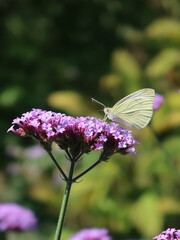 Pieris rapae - cabbage white butterfly sitting on the Verbena bonariensis (purpletop vervain, clustertop vervain, Argentinian vervain tall verbena or pretty verbena)