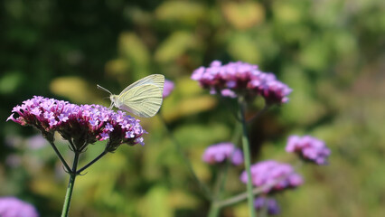 Pieris rapae - cabbage white butterfly sitting on the Verbena bonariensis (purpletop vervain, clustertop vervain, Argentinian vervain tall verbena or pretty verbena)