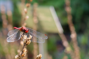The ruddy darter (Sympetrum sanguineum), a species of dragonfly of the family Libellulidae. The male ruddy darter sitting on the dry tiny branch of  a plant. Macro insect photography. Selective focus