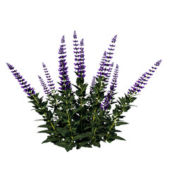 Front view of Plant (Plectranthus verticillatus Swedish ivy 1) Tree png