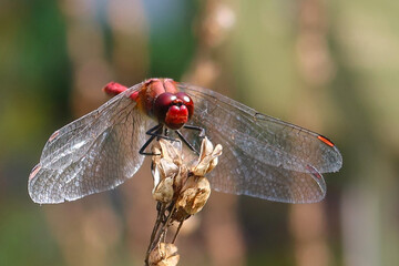 The ruddy darter (Sympetrum sanguineum), a species of dragonfly of the family Libellulidae. The male ruddy darter sitting on the dry tiny branch of  a plant. Macro insect photography. Selective focus