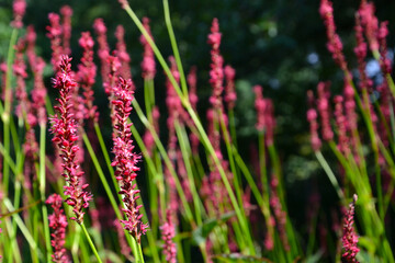 Bistorta amplexicaulis (synonym Persicaria amplexicaulis), the red bistort or mountain fleece. Closeup, selective focus