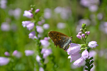 Physostegia virginiana (the obedient plant, obedience or false dragonhead). The silver-washed fritillary (Argynnis paphia) butterfly. The silver-washed fritillary male sitting on the flower
