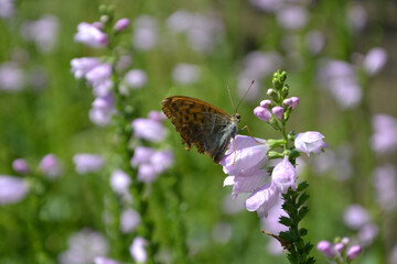 Physostegia virginiana (the obedient plant, obedience or false dragonhead). The silver-washed fritillary (Argynnis paphia) butterfly. The silver-washed fritillary male sitting on the flower