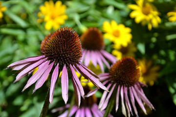 Echinacea purpurea (eastern purple coneflower, purple coneflower, hedgehog coneflower) flowers. Echinacea purpurea pink coneflower flowers in bloom.