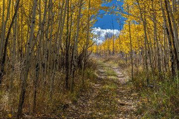 Fototapeta premium Rural Road and Aspens, Colorado