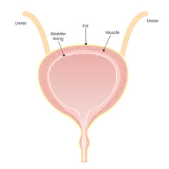 Female Bladder vector illustration graphic