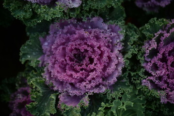 purple texture pink background High quality photo macro photography gradient white green ornamental...