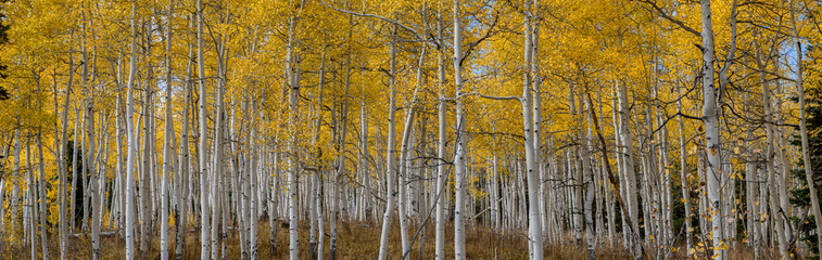 Grouping of Fall Aspens, Rocky Mountains, Colorado