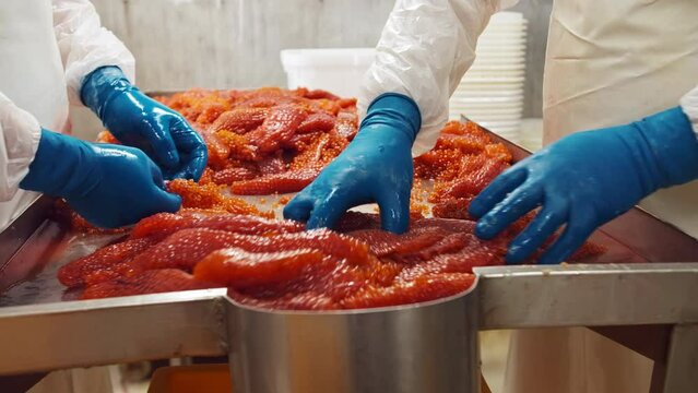 An employee of the seafood production and processing plant sorts red salmon caviar in rubber gloves 