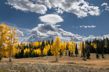 Fototapeta premium Fall Aspen and Clouds, Rocky Mountains