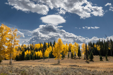 Fall Aspen and Clouds, Rocky Mountains