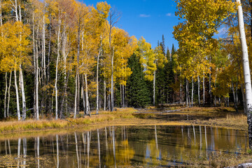 Fall Aspen and Pond Rocky Mountains