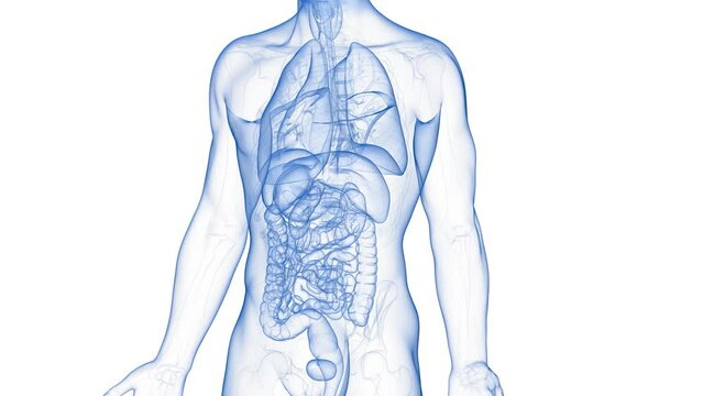 3d rendered medical animation of a kidney tumor