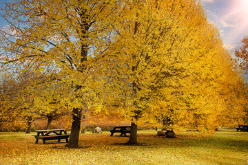 Bench in park during autumn