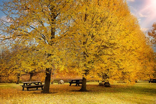 Bench in park during autumn 