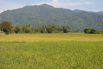 Rice field of paddy field in Malaysia. Paddy is yellowish and ready to be harvested by farmers.
