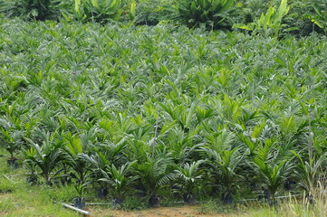 MALACCA, MALAYSIA -JANUARY 20, 2016: Seedlings of palm oil planted in the plastic bag before...