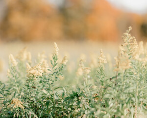 Yellow landscape photo with meadow with wild flowers