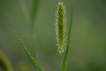 
wild green spikelet background close-up on a green blurred background, grass summer juicy environmentally sustainable development