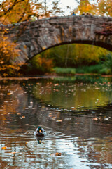 Autumn in Central Park, New York.