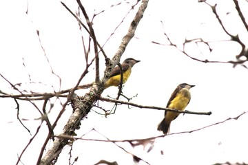 ave - suiriri - tyrannus melancholicus