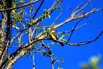 ave - suiriri - tyrannus melancholicus