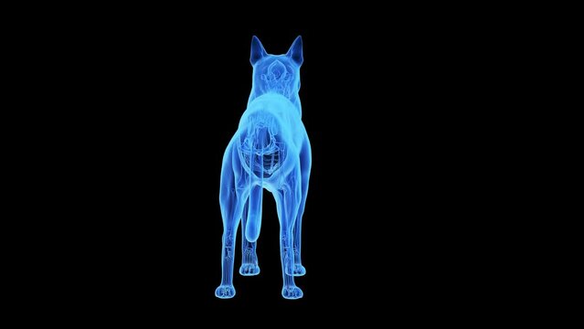 3d rendered medical animation of a dogs skeleton