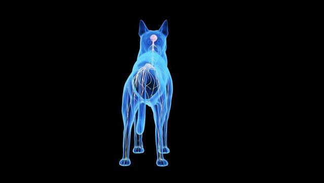 3d rendered medical animation of a dogs nervous system