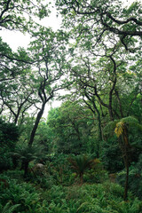 Landscape of green forest from Portugal