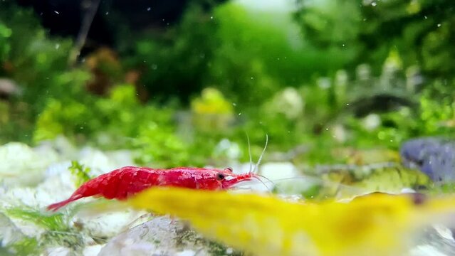 Red tiny shrimp eating in water tank with close up camera.