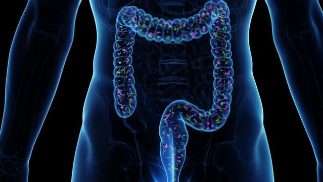 3d rendered medical animation of the intestinal microbiome