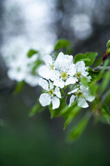Beautiful delicate blossoming season. April white flowers on tree branch close up. Cherry tree blooming with copy space bokeh.