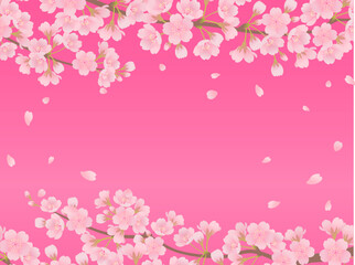 Obraz na płótnie Canvas 満開の桜と濃いピンクのフレーム背景_ベクターイラスト
