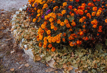 Autumnal city flowerbed. Orange Tagetes and green autumn grassy plants. Urban garden orange and yellow flowers.