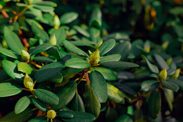 Rhododendron tree flower buds. Exotic asian shrub. Evergreen  azalea plant . Botanical wallpaper.