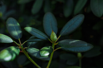 Rhododendron tree flower buds. Exotic asian shrub. Evergreen  azalea plant . Botanical wallpaper.