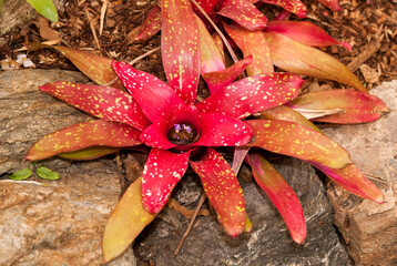 bromeliad