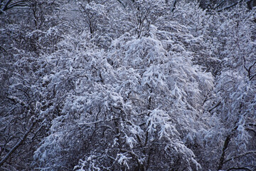 snow covered trees