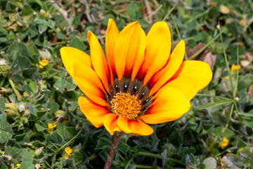 cheerful orange gazania drought tolerant
