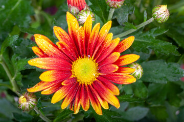 cheerful orange gazania drought tolerant