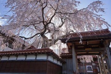Fototapeta na wymiar The weeping cherry tree at Gokurakuji Temple is in full bloom
